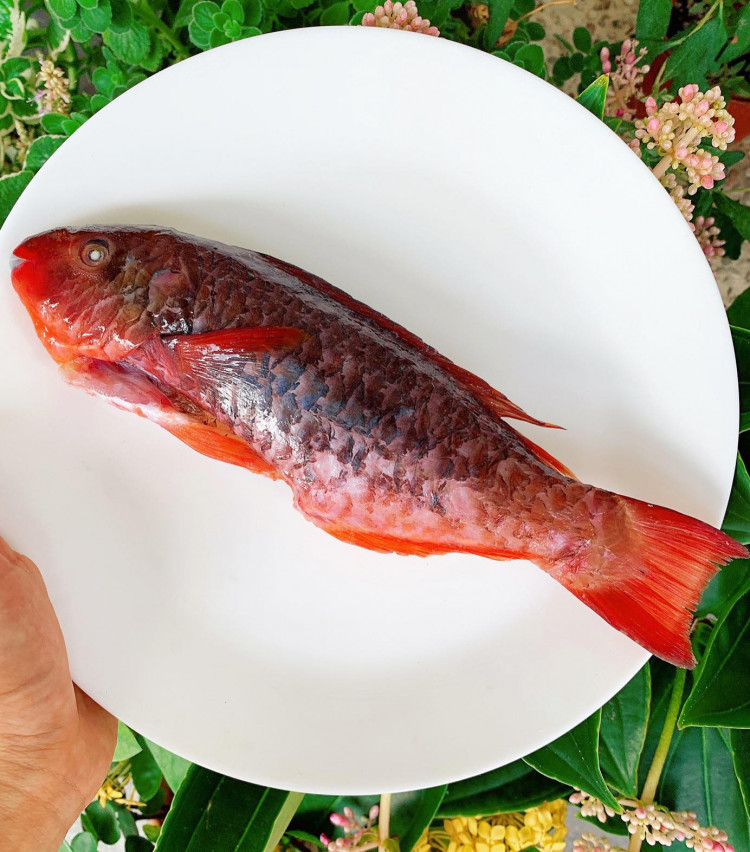 澎湖野生紅衣魚