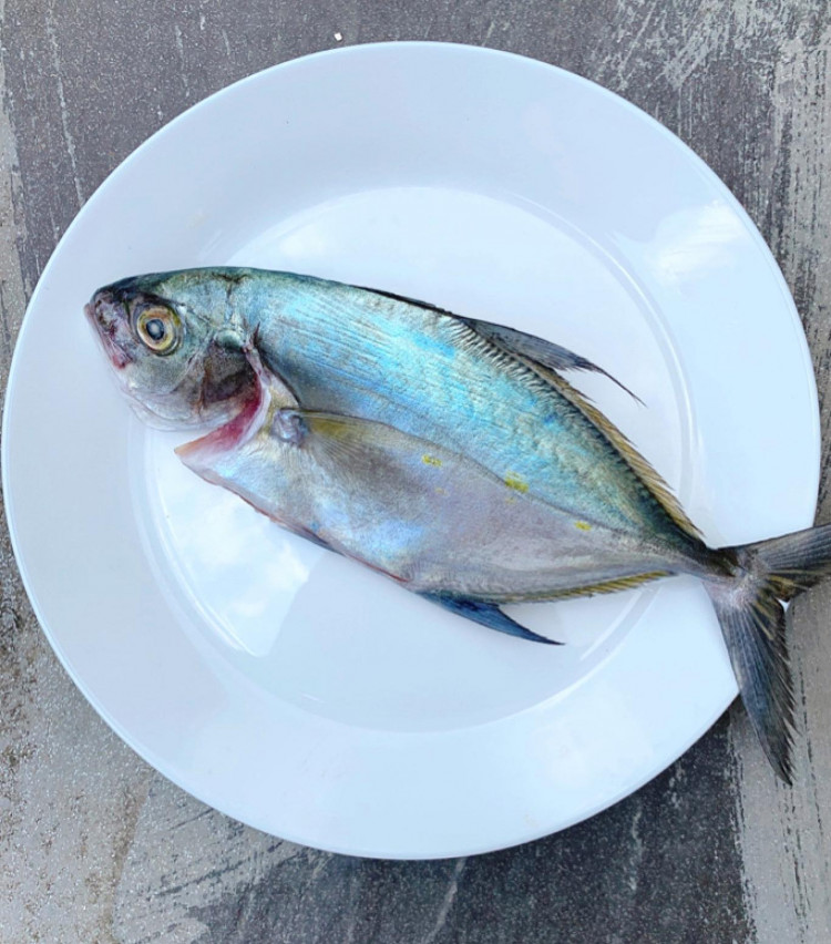 澎湖野生平襂白鮭魚