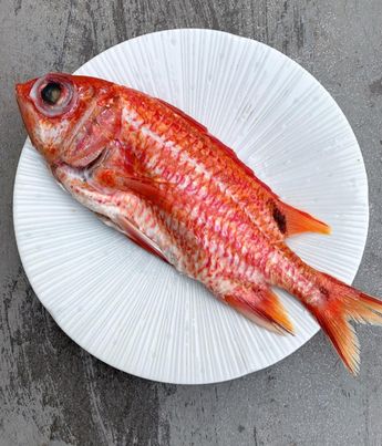 澎湖野生鳳梨魚（鐵甲兵）
