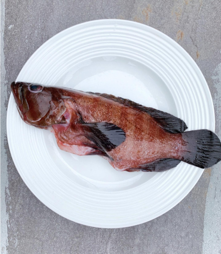 澎湖野生黑貓仔魚