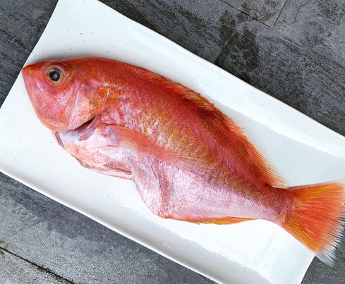 澎湖野生花鱸魚