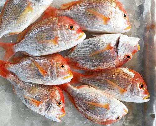 澎湖野生極美赤鯮魚