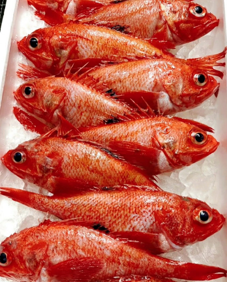 🇯🇵日本海中紅寶石：喜知次