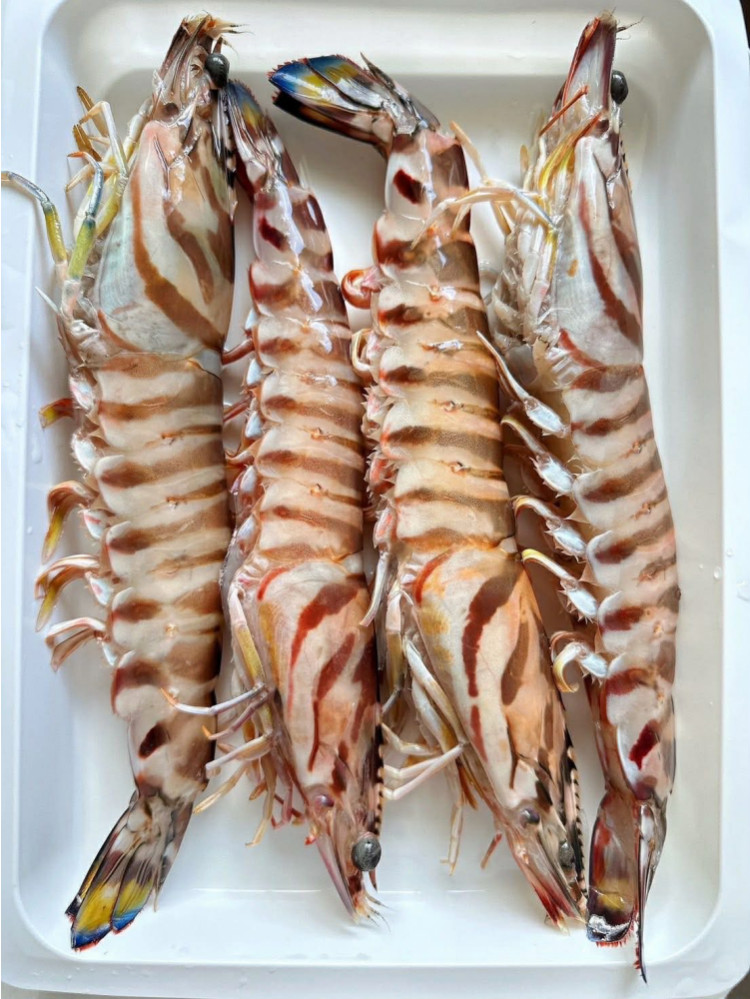 頂級生食級澎湖大明蝦 (500g)