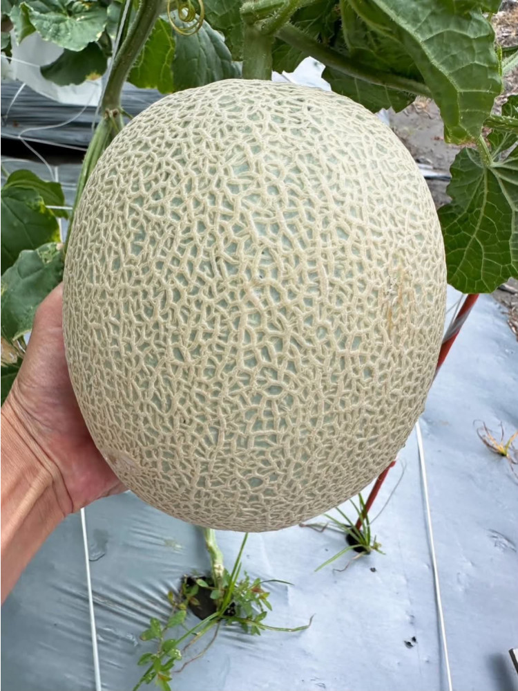 夢幻日本美華洋香瓜 (免運費)